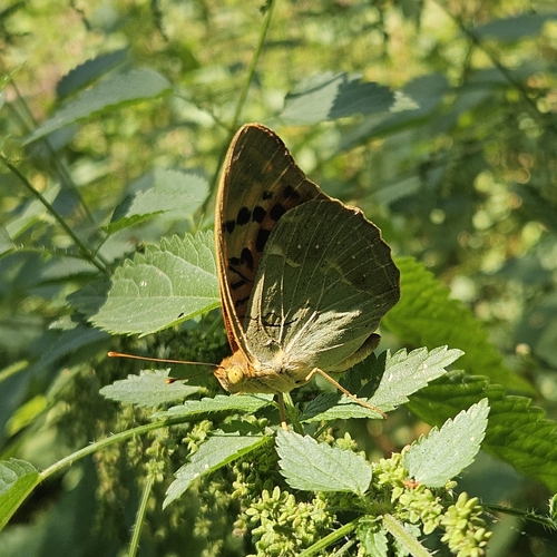 Cardinal Butterfly
