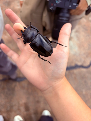 Neolucanus perarmatus