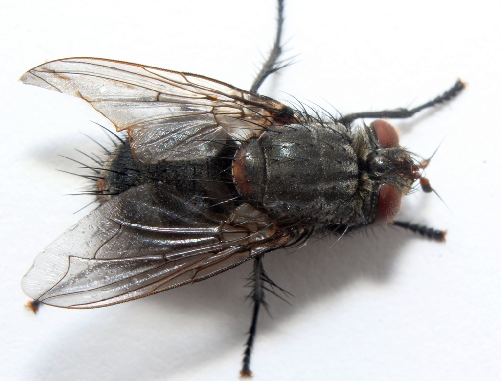 Panzeria ampelus