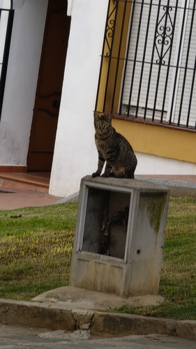 Gato doméstico