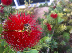 Apis mellifera