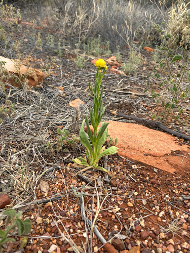 Xerochrysum interiore