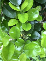 Ilex maximowicziana