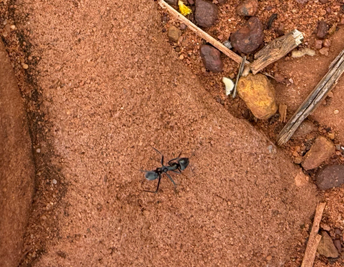 Centralian Meat Ant