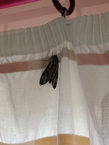 Convolvulus Hawkmoth