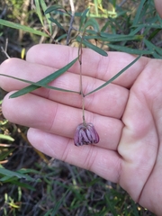Grevillea diffusa constablei