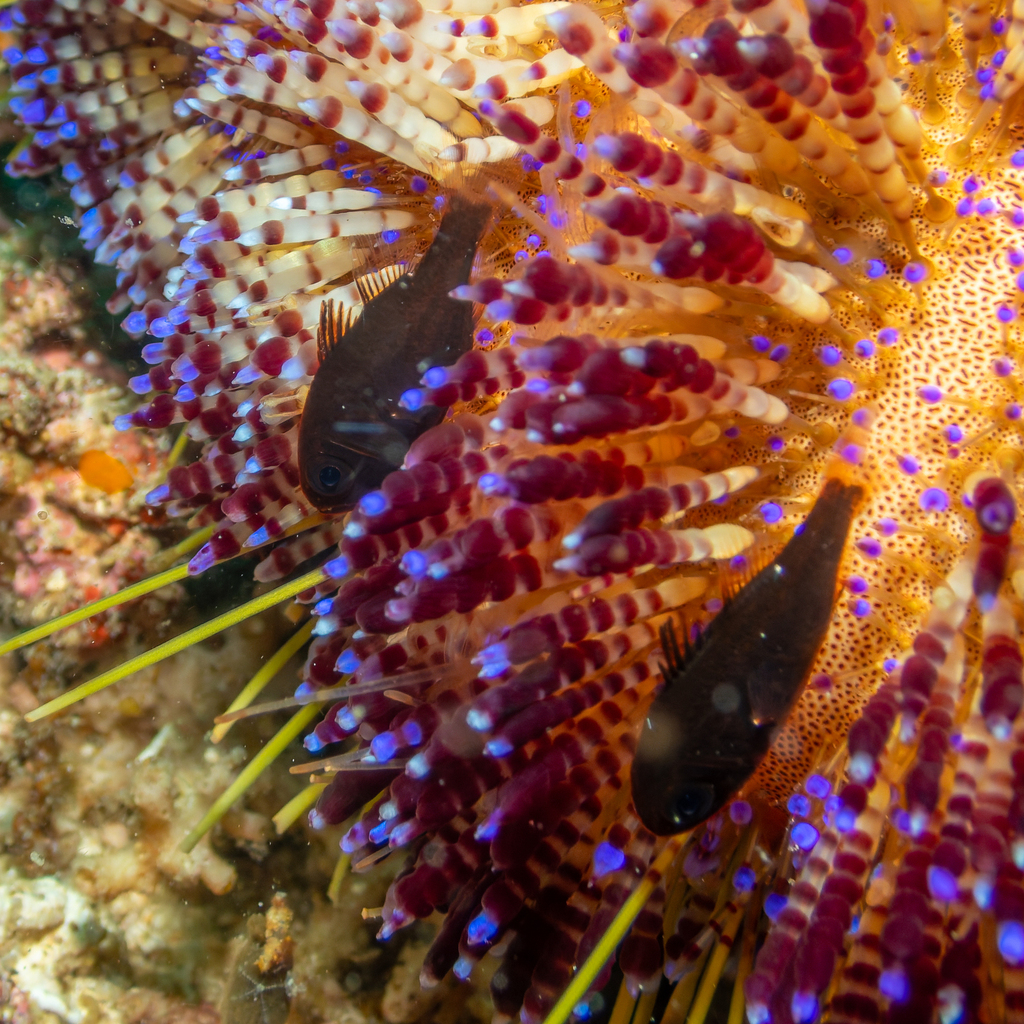 Tubifer Cardinalfish