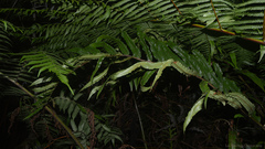 Parablechnum cordatum