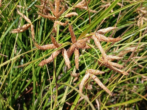sea clubrush