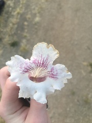 Catalpa bignonioides