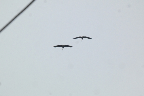 iNaturalist image