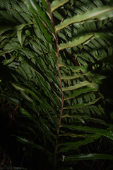 Parablechnum cordatum