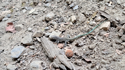 Tyrrhenian Wall Lizard