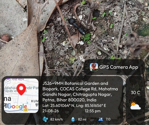 Indian Black Ant