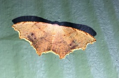 Epicompsa xanthocrossa