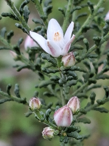 Philotheca difformis difformis