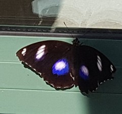 Hypolimnas bolina nerina