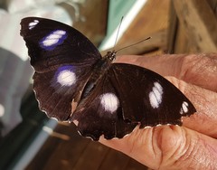 Hypolimnas bolina nerina