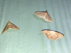 Epicompsa xanthocrossa