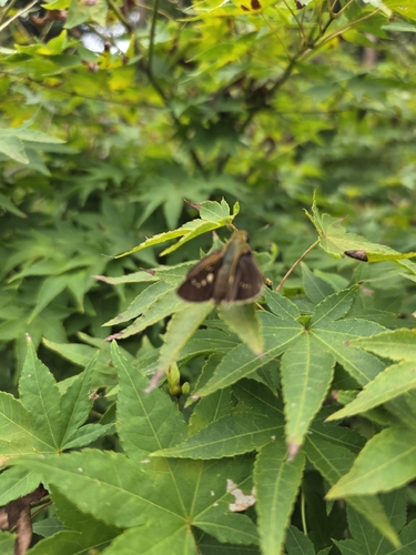 Common Straight Swift