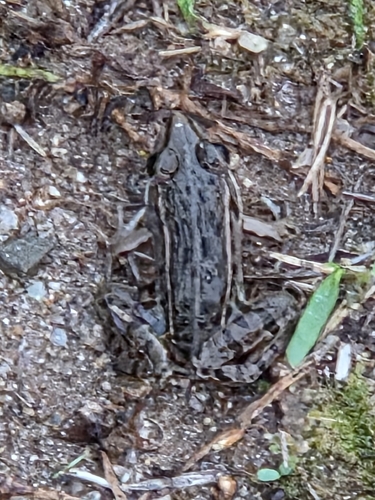 Black-spotted Frog