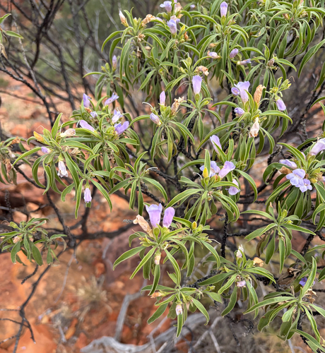 Limestone Fuchsia