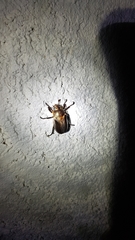 Pelidnota punctulata