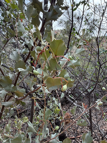 Wickham's Grevillea