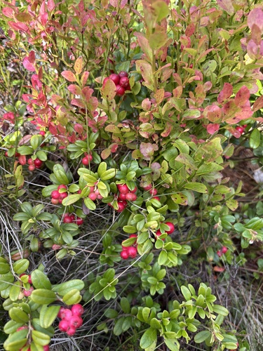 Lingonberry
