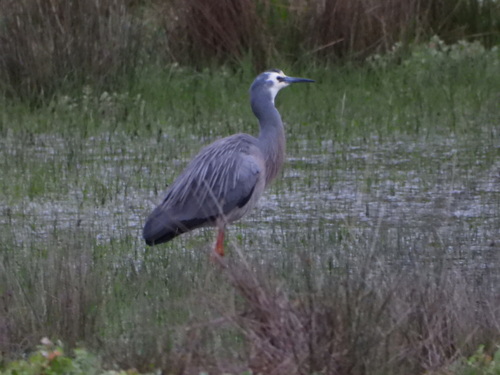 White-faced Heron
