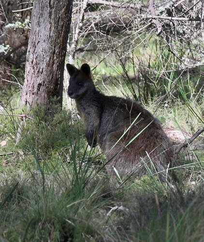 Swamp Wallaby
