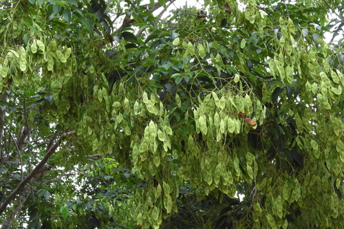 Dalbergia cochinchinensis, 2025-06-13