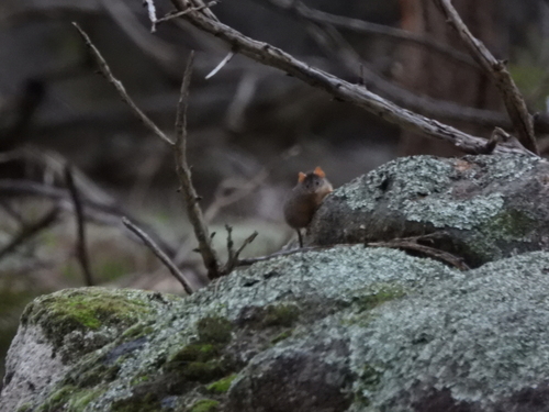 Yellow-footed Antechinus