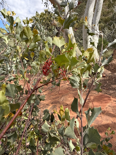Wickham's Grevillea