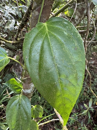 Piper mestonii