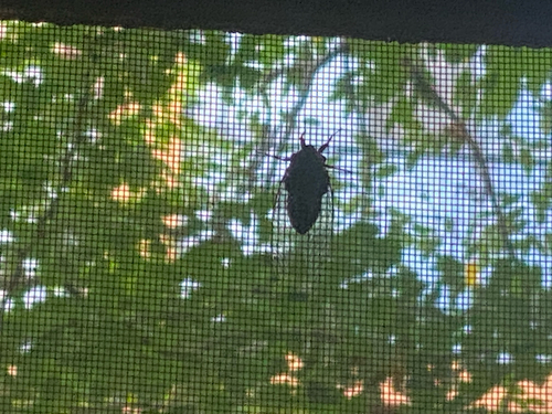 Priest Cicada