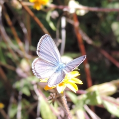 Hemiargus hanno hanno