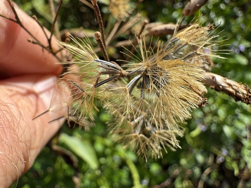 Siam weed