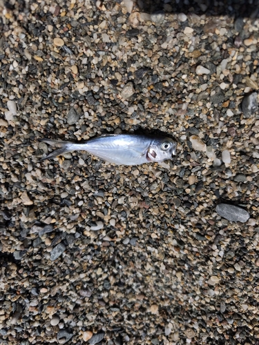 Pompano