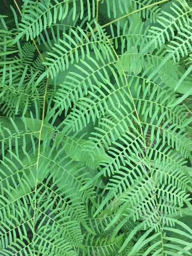 southern brackenfern (Pteridium caudatum)