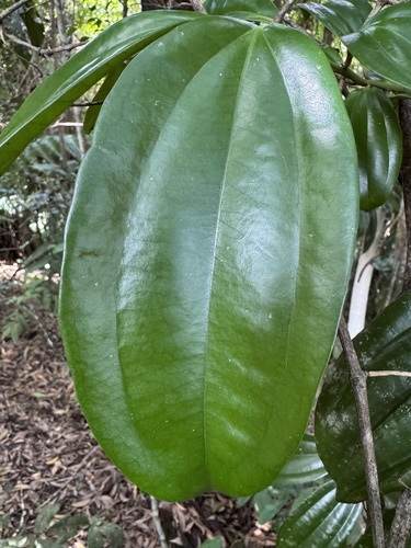 Cryptocarya pleurosperma observed 2026-08-17