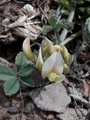 Trifolium gymnocarpon