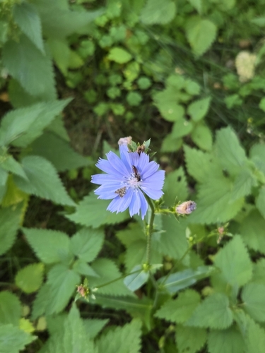 chicory