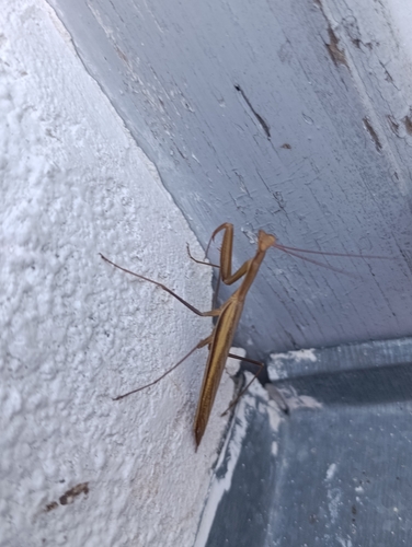 European Mantis