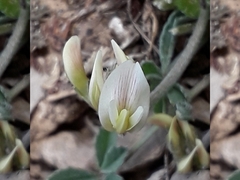 Trifolium gymnocarpon