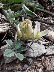Trifolium gymnocarpon