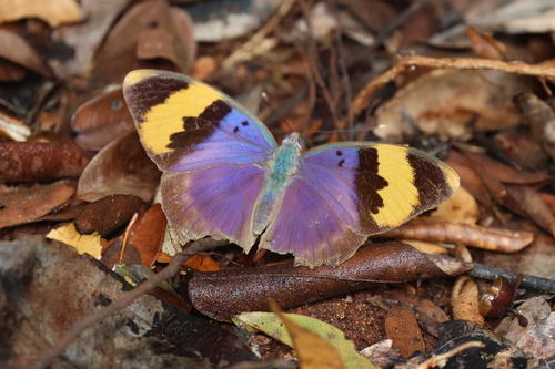 Euphaedra neophron