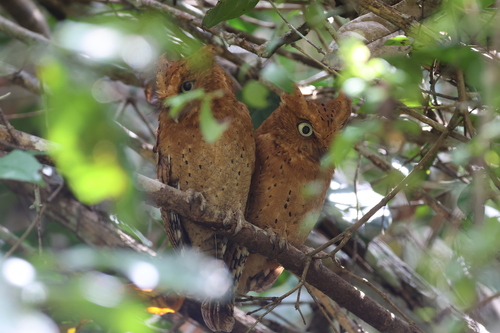 Otus ireneae