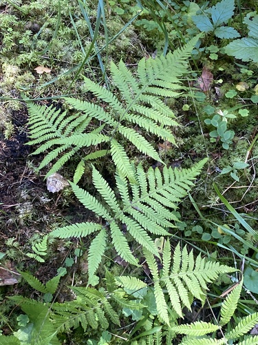 long beech fern
