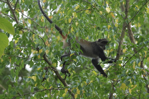 Cercopithecus mitis albogularis